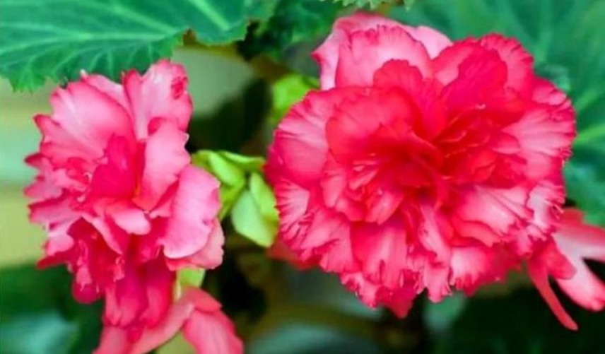 养花就养这几款，比牡丹美，比绿萝好养，开花一茬接一茬！