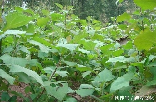 身体|钱没钱,冬天都要常吃此物,治病养生,降血脂,身体棒!