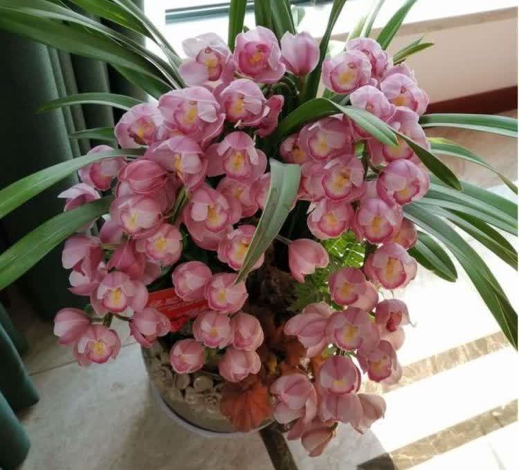 一种漂亮又好养的盆栽绿植,一片叶子就能活,一年四季花开不断