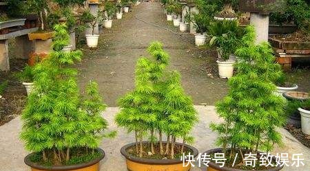 3种“贵树”,剪根枝条插土里,20天生根,3年长成“高价盆景”
