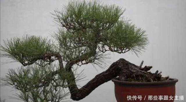 野外5种树木,常有奇异造型,适合做成美观的盆景!