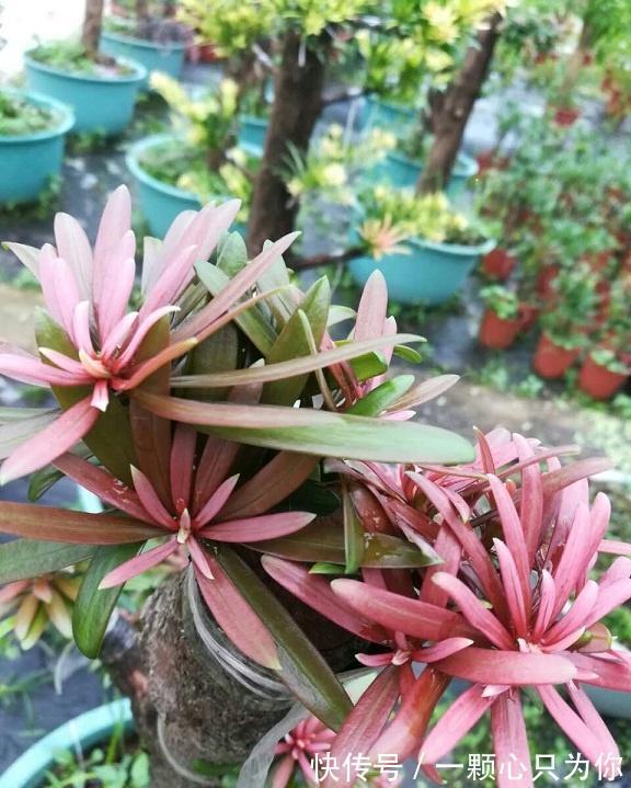 罗汉松|喜欢罗汉松的看过来,这个品种的罗汉松,好看还耐冻,更具观赏性