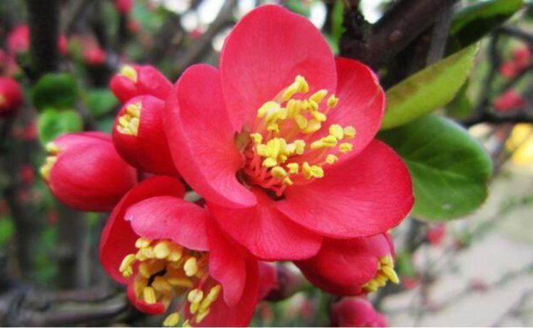 4种“懒人花”,好养又漂亮,开花美长势旺,黄绿交辉,内敛美