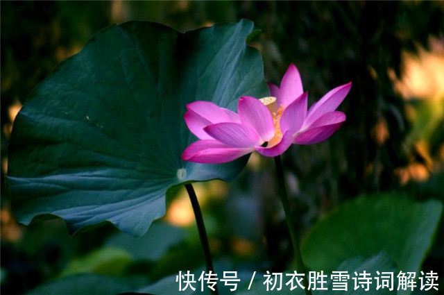 中國文化#賞讀李漁荷花兩篇:冷然一陣荷香過,是花是葉,分他不破