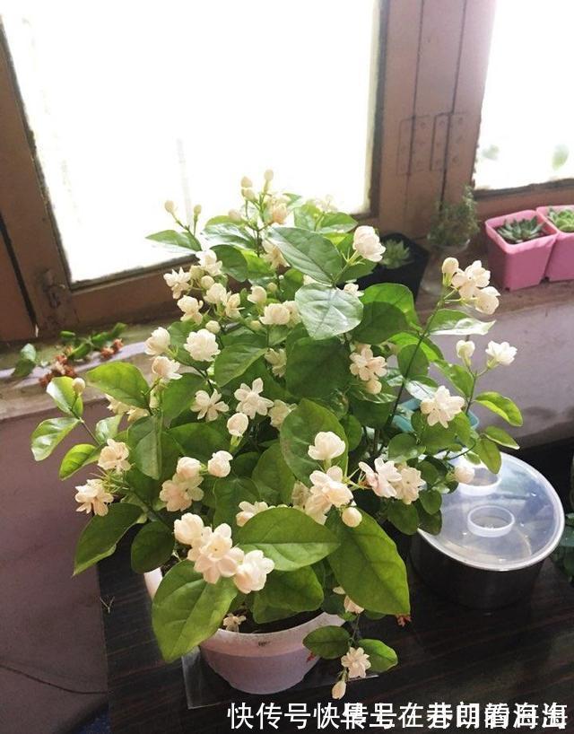 天冷|天冷了,15种漂亮花喜欢“大太阳”,多晒长得壮,花更多