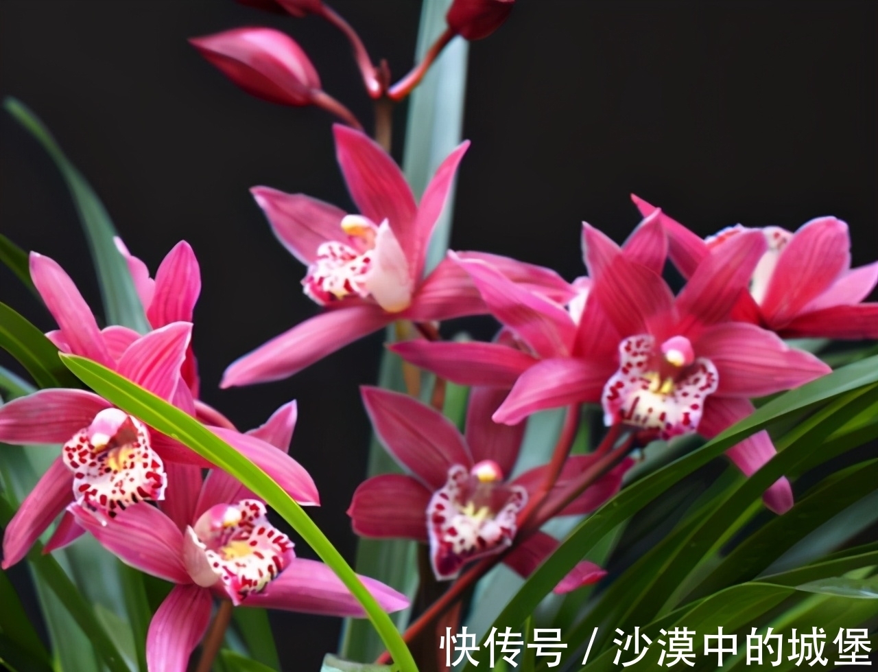 11月，此兰花可以“闭眼入手”，号称零差评，色彩艳丽，兰香浓郁