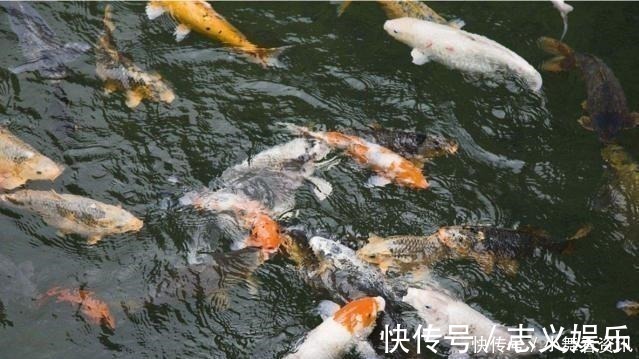 为什么刚挖的水塘什么都没有，过几天就会有鱼可算是知道了