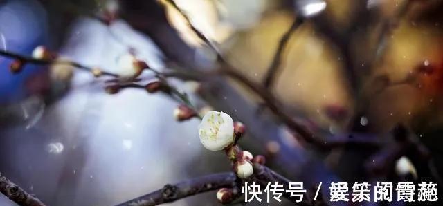 林语堂！王安石有一首梅花诗，看似平淡无奇，却意味无穷，最后1句从未被超越