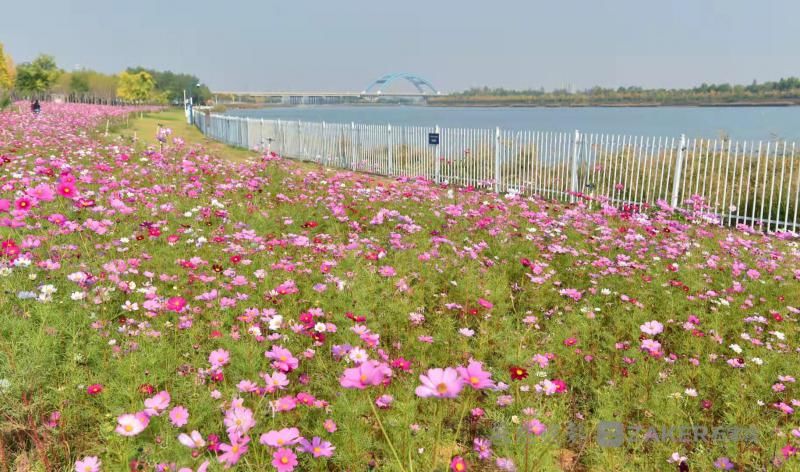 锦簇|白云绿水、鲜花锦簇......滹沱河畔赏秋景