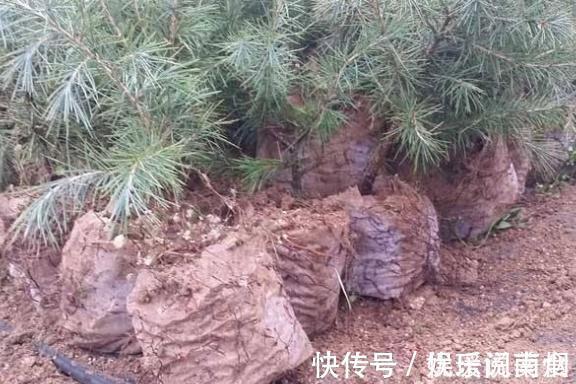 花卉|这三棵树''太贵'',偷偷折一根''枝''就能活,别再花冤枉钱。