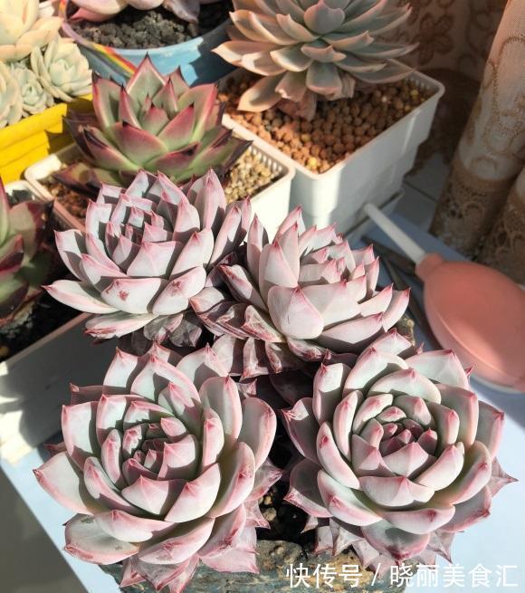 朋友种多肉,专用大盆,她说大盆养肉长得快,完全是错误的想法