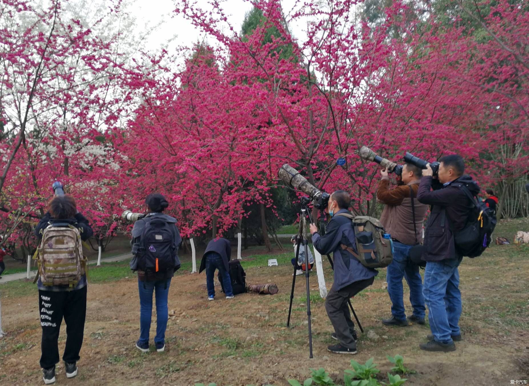 中年|大年初一的成都植物园