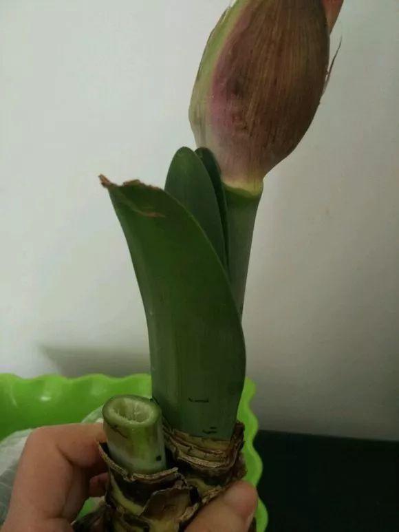 长寿月季花后赶紧剪一刀,剪完就开花,一直剪一直开!