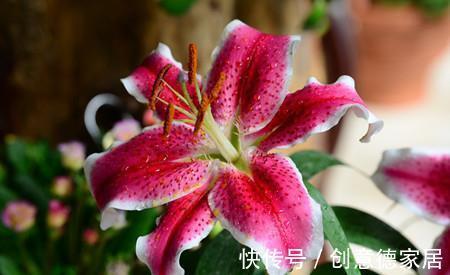 百合花|养花试试这几款，花样浩繁美丽，花香传布局限较广