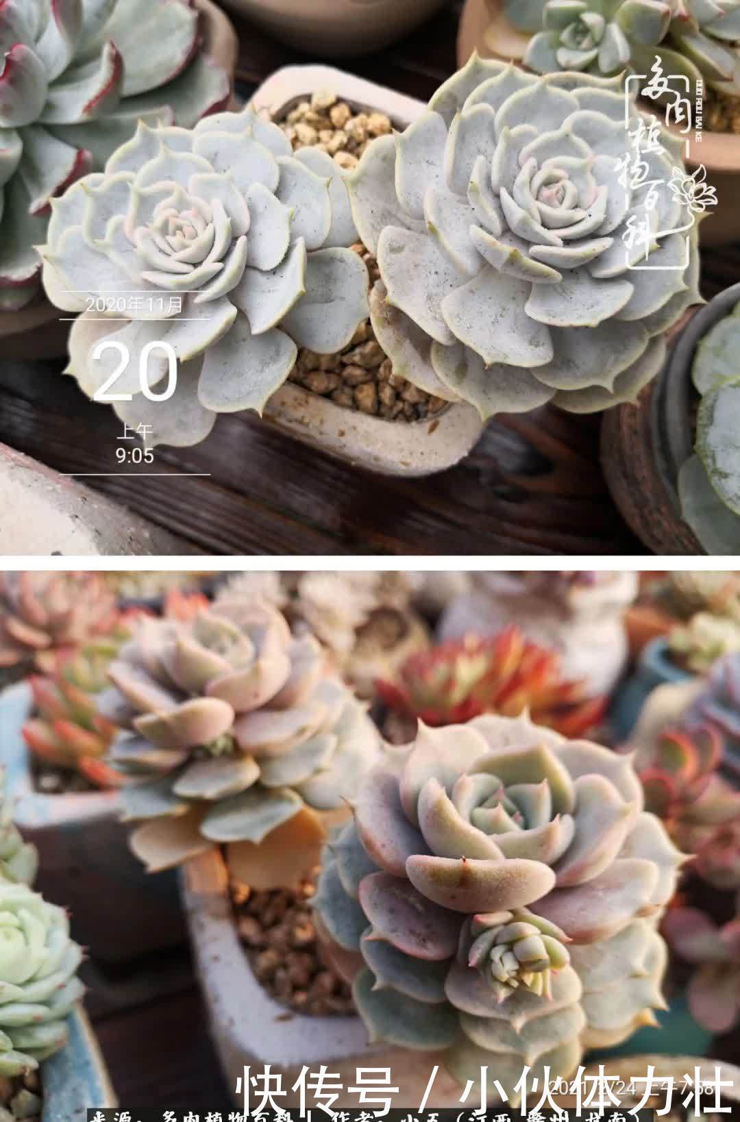 懵懵懂懂入肉坑，跌跌撞撞养多肉