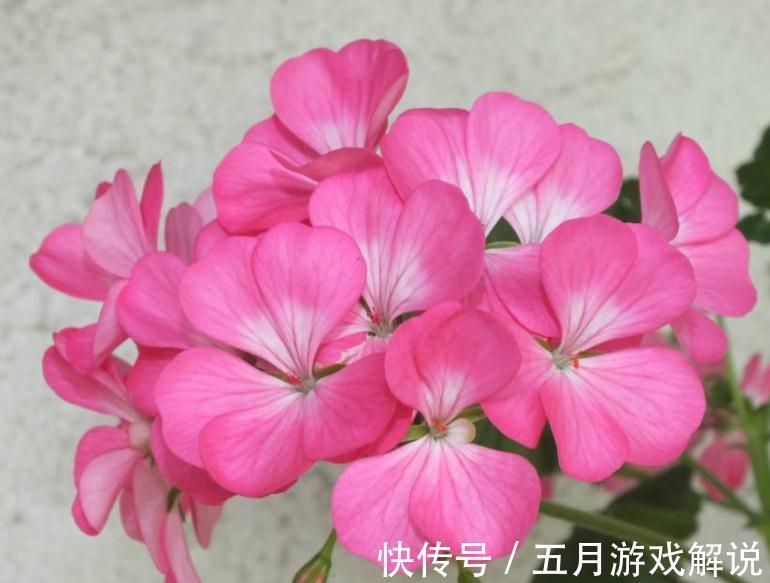 秋冬季节养这几盆 喜庆花 现在养一盆 持续开花到明年 粉紫色 秋冬季节养这几盆 喜庆花 现在养一盆 持续开花到明年 粉紫色