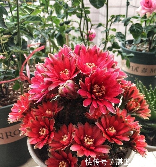 4种花养了就爆盆,好养易活开花漂亮,花美色艳,花儿轻松开爆盆