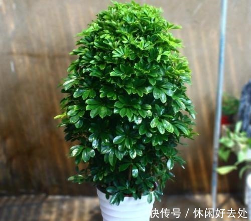 有钱人不养花,只养这“3种”树,难怪越来越“富”,身体还健康!