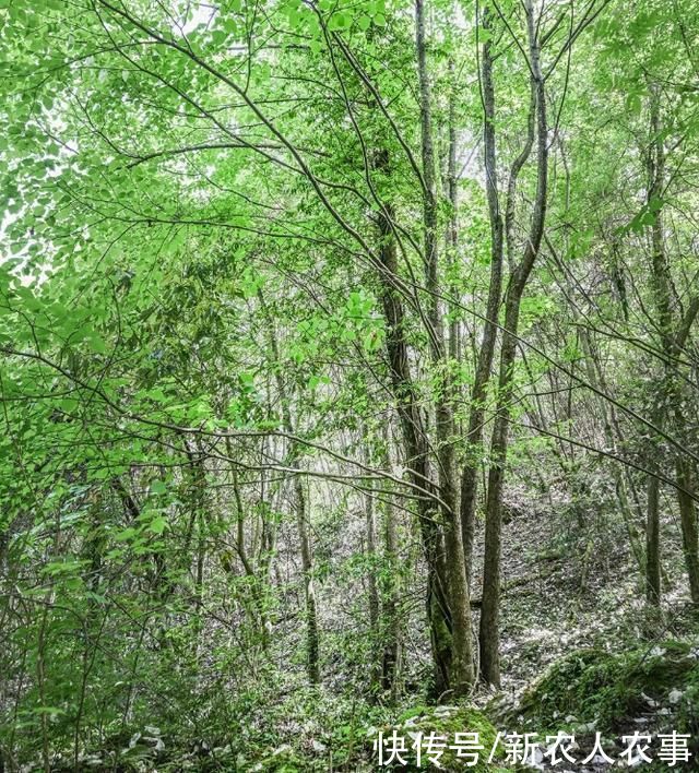 白鸽|“植物大熊猫”成片现身四川青川，花如白鸽，距今已有6000多年