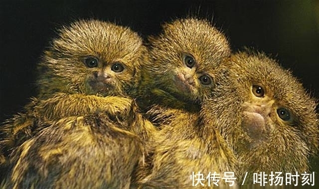 麻猴|一提就灵,外婆们世袭的“管娃神咒”,没想到有如此深的历史渊源