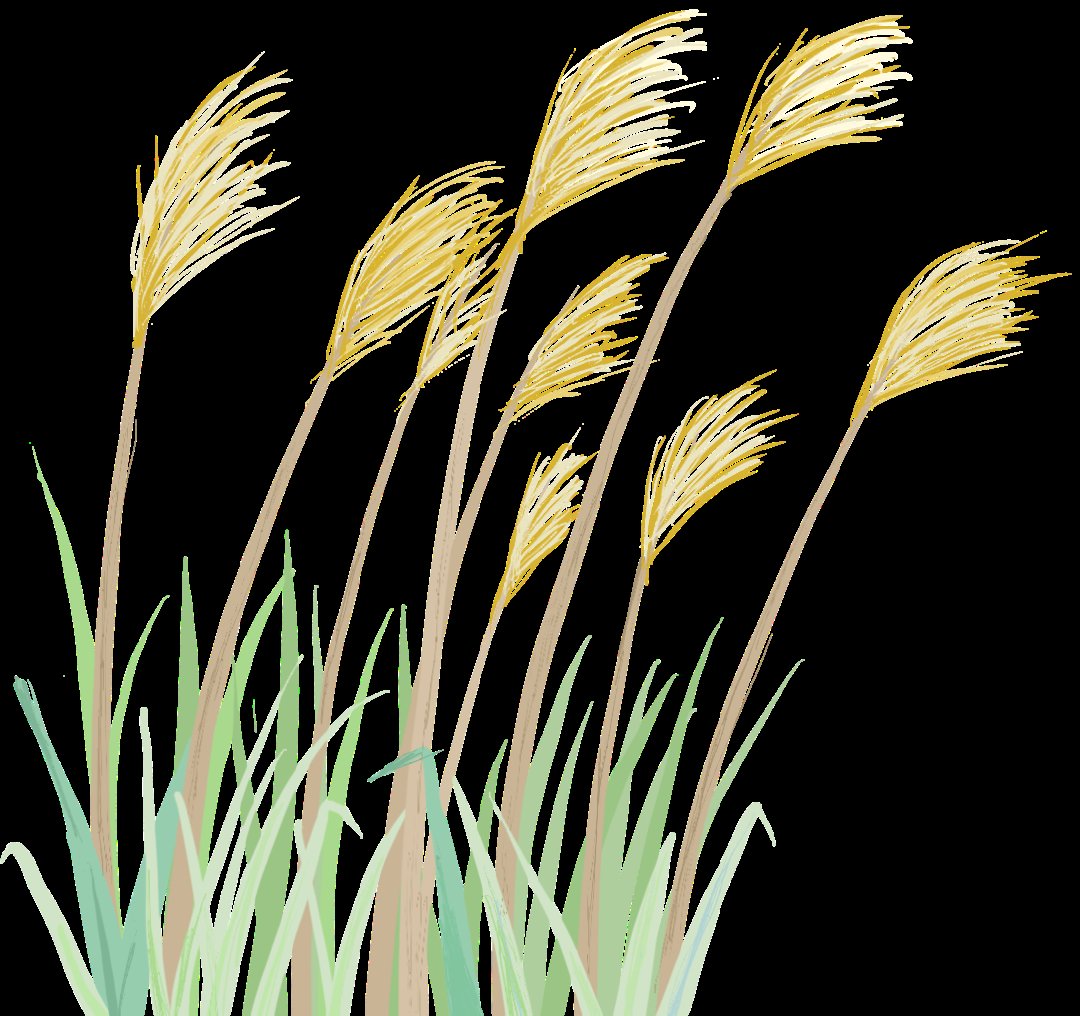  治疗|【健康课堂】蒲公英：清热解毒消肿 内外痈毒皆效