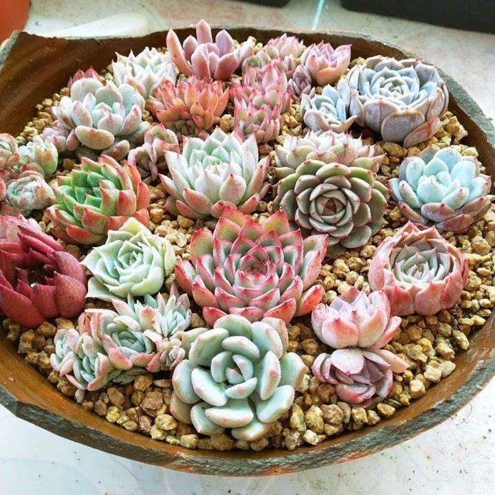 他用菜坛子种多肉,1分不花,呼呼长成“大米饭”!