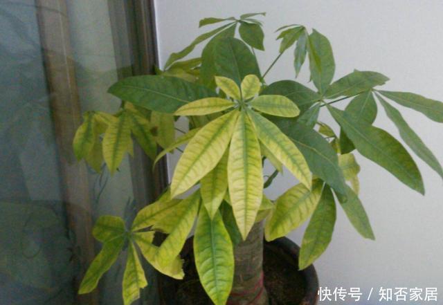 见光|冬季发财树养不好？因为它有“5怕”，合理避开，安稳过冬很简单