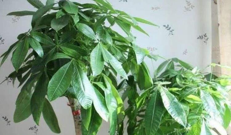 5种花是懒人的最爱,人养花花也养人,空气清香去异味,漂亮好养