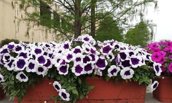 养花|想要自制肥养花降低成本,该如何操作学4招变废为宝省大笔钱