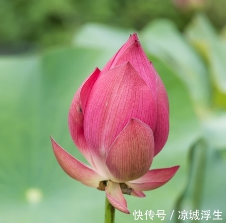 桃花朵朵|8月底，4属相桃花朵朵，爱情甜蜜，生活蒸蒸日上，越来越好