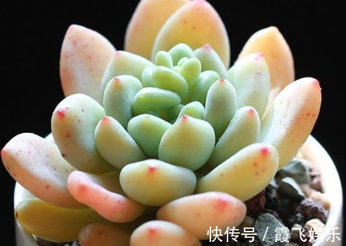 阳台上|多肉凝脂莲怎么养更饱满教你3个小妙招,养出红润璀璨的凝脂莲