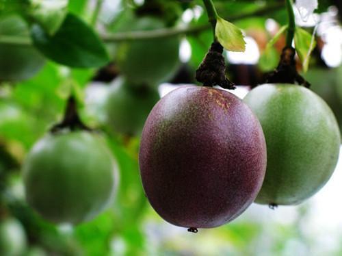 百日咳|罗汉果加上它,肺热,肺燥赶跑,小孩远离百日咳