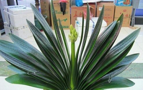 养花|最厉害的养花营养液给君子兰喝一勺,叶片油绿,秋凉早开花