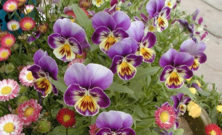 这4种植物不怕“挨冻”,适合冬季露养,状态佳、开花漂亮