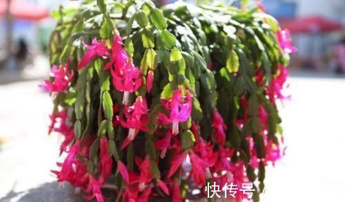 蟹爪兰|4款耐寒花,好养易活,开花早,花期几个月,漂亮又喜庆