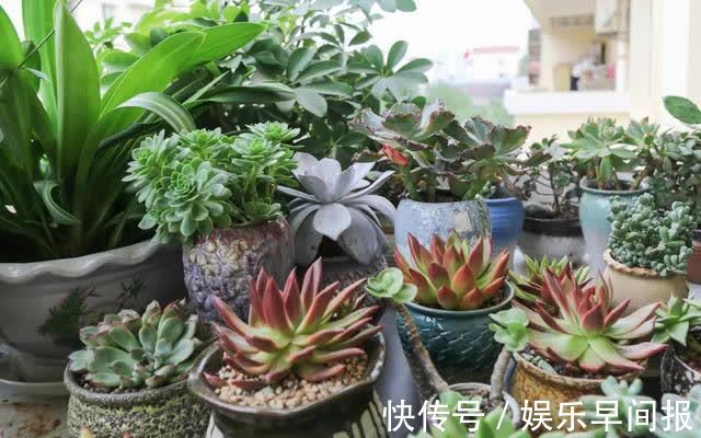 屋子里养花,要有9个讲究,这些是老一辈的经验,做错“难养活”