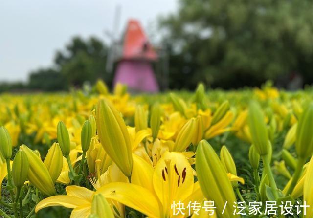 纯洁|沈阳沈水湾公园：最美最仙百合花