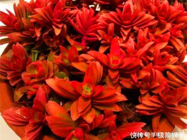 季节|秋冬季节多肉该红的还不红,该包的也不包,不能只怪光照少温差小