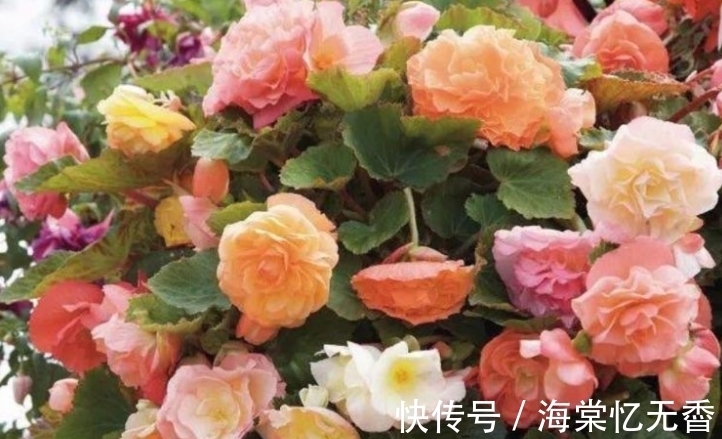 阳台上|此款花卉,好养易爆盆,沾点水就疯长,开花勤还爱爆盆,美