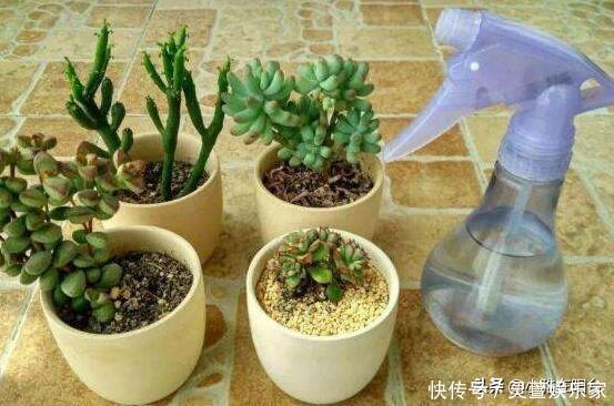 黑虫|多肉长虫了怎么办3个小方法,虫子一个都不见,叶片又肥又美