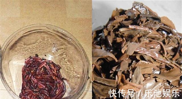 蚯蚓|同样是蚯蚓做饵料,为何收获的差异巨大?其实你真的不会用蚯蚓
