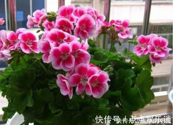 四季海棠四季海棠|4种花美的出奇，不仅花好看，名字也好听，好养漂亮！