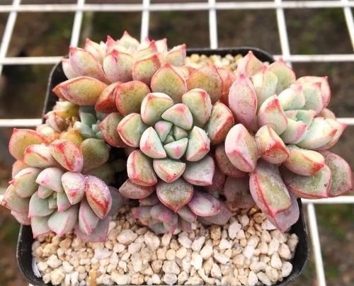 紫珍珠|听名字很贵的5种多肉,其实都是漂亮的大普货,养过的花友都说好