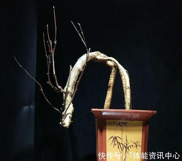 日本盆景源自中国，其盆景艺术发展迅猛，将盆景艺术推向全世界！