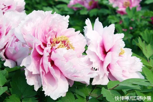 始吐|皮日休:落尽残红始吐芳，佳名唤作百花王