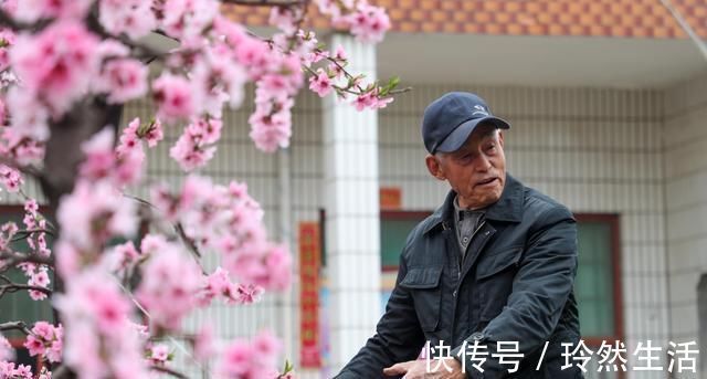 老人|84岁老人家里一棵桃树上长出了13株桃树,开花似“孔雀开屏”