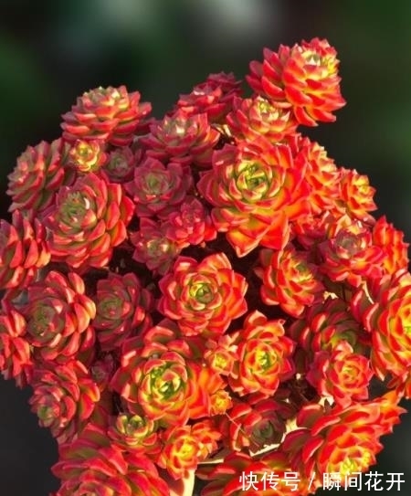 小老桩|想要多肉蒂亚红彤彤?3个要点要谨记,轻松爆盆养成小老桩