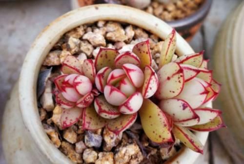 你以为灰姑娘只存在于童话里？大错特错，多肉植物中也有灰姑娘