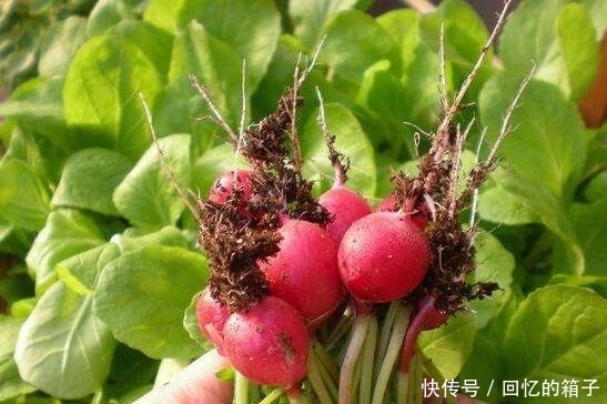 皮肤|女性不想肚子鼓鼓，常吃此菜，清肠油，赶走大肚子，皮肤更细腻