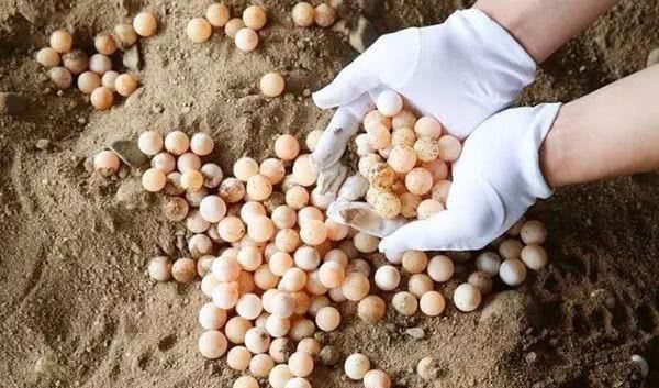 這蛋的含鈣量比雞蛋高4倍,卻比鵪鶉蛋還小,很少有人吃過